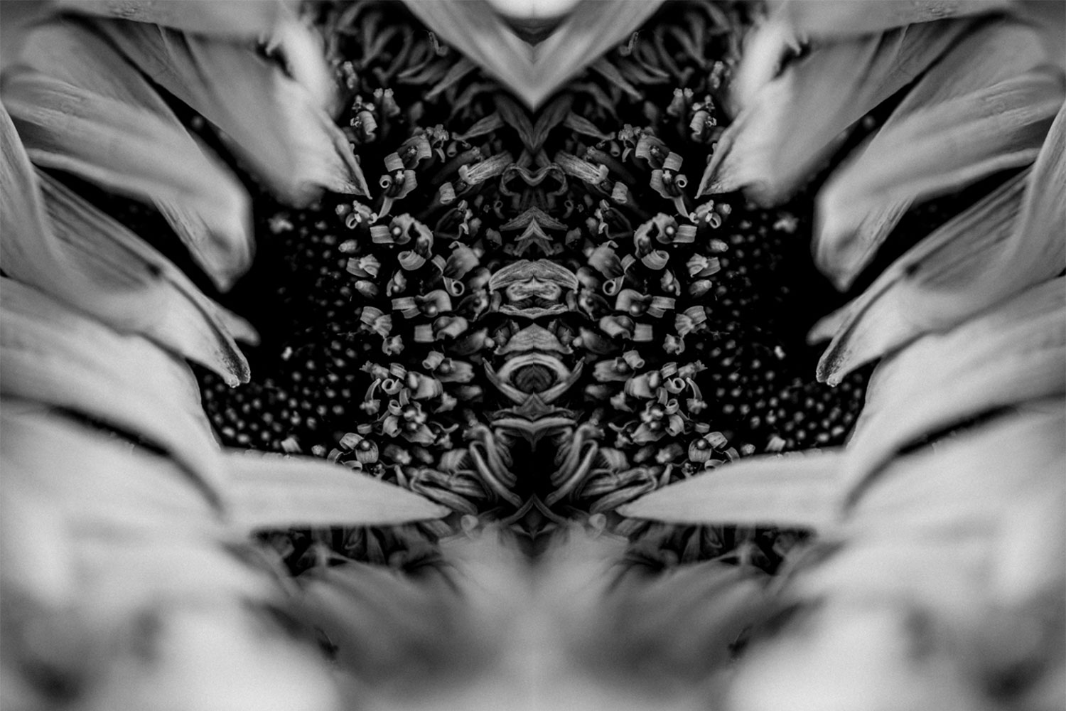 Pareidolia phenomenon flower black and white photo