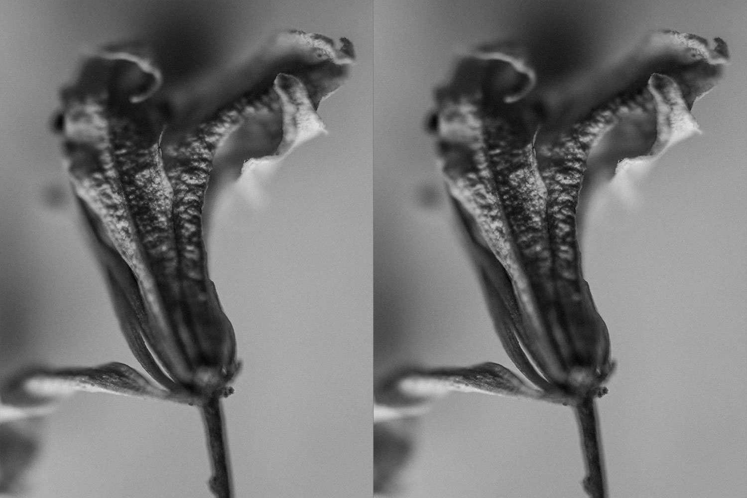 Wilting white color Jasmine flower low key black and white photo