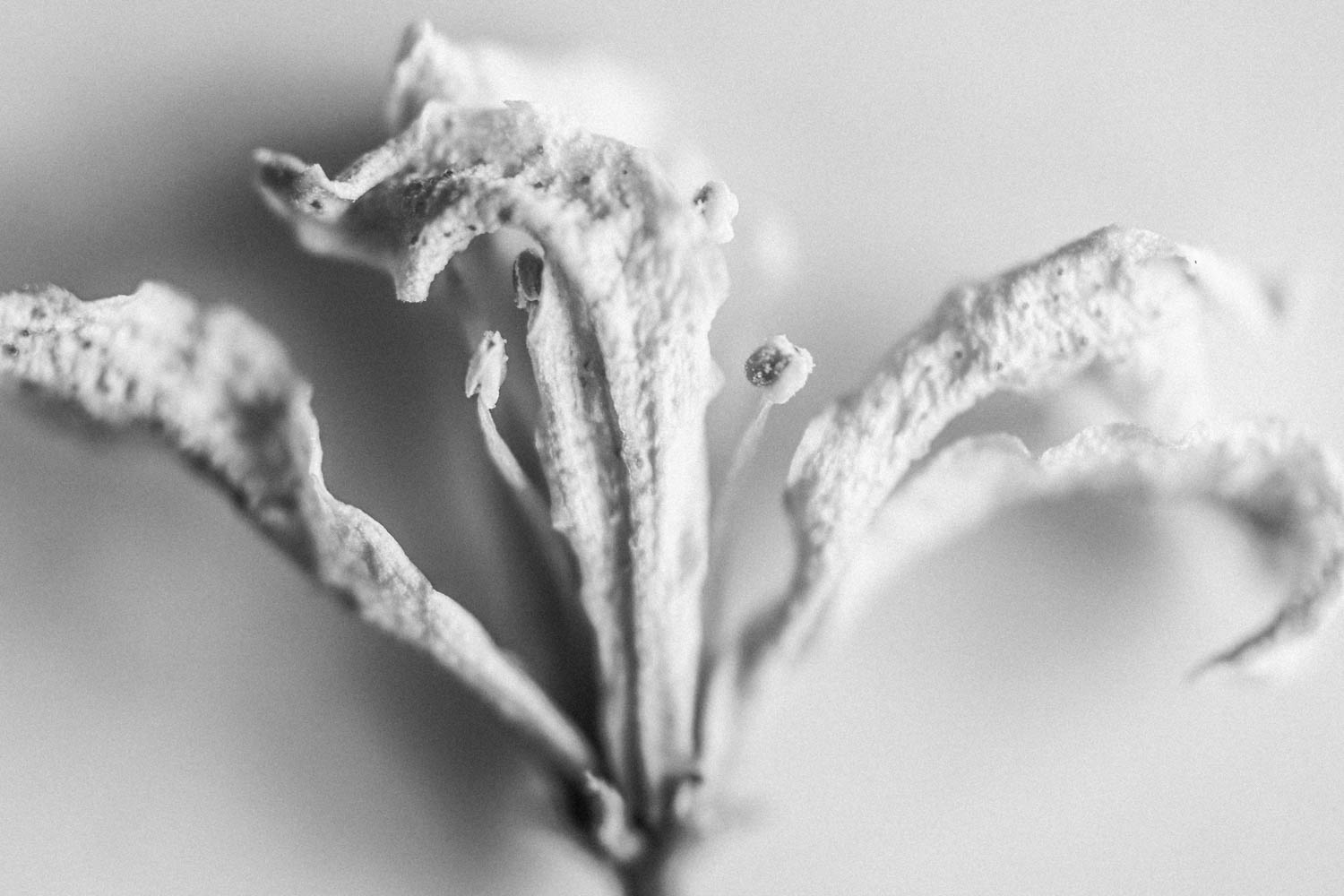 Wilting white color Jasmine flower macro photograph in black and white