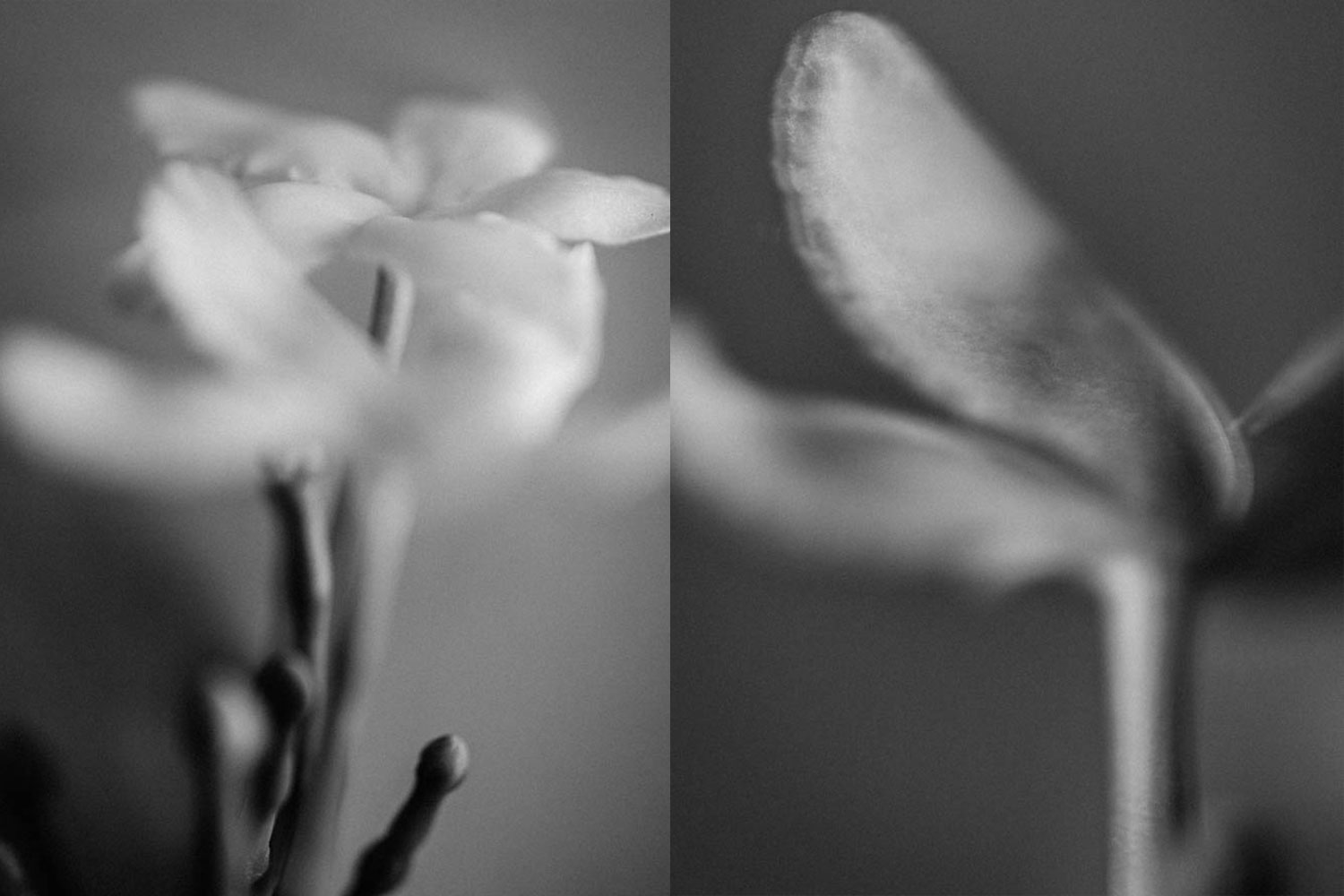 Monochrome images of flowers taken using a macro lens