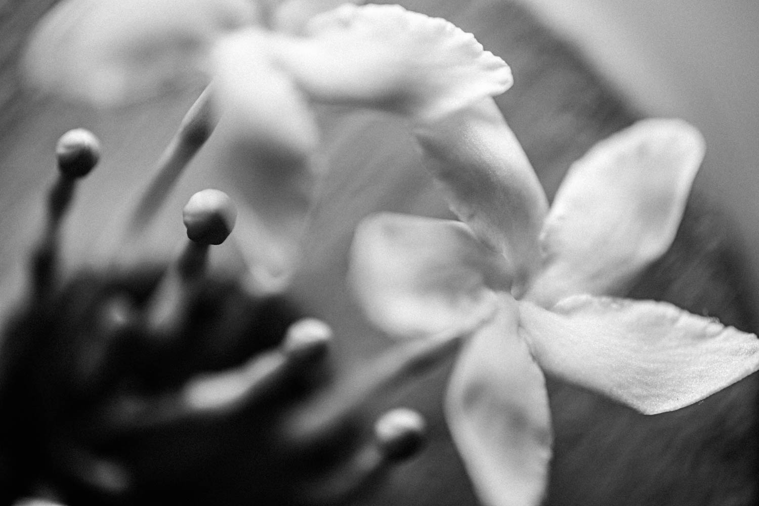 Black and white image of flowers taken with a macro lens