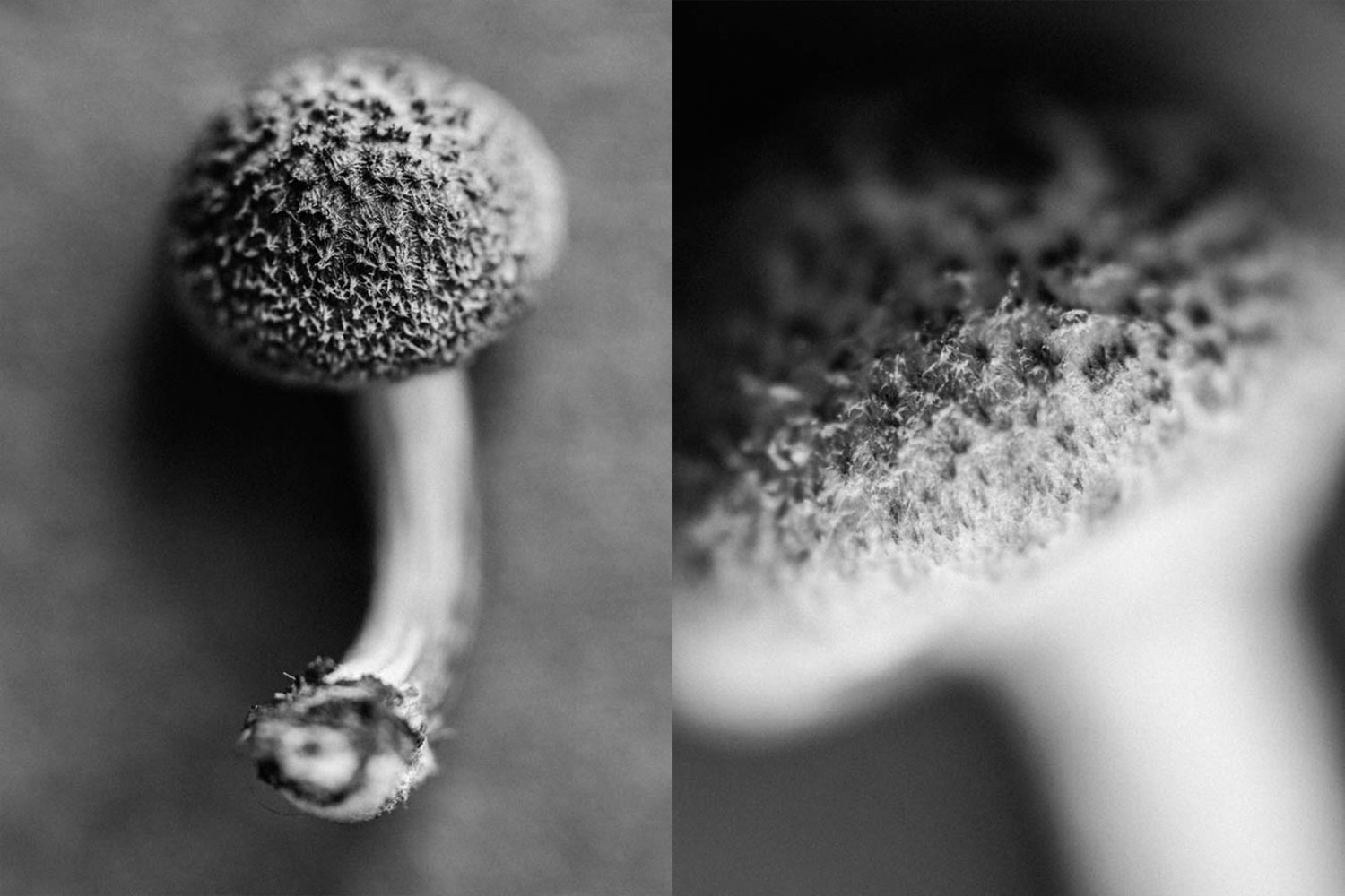 Harvested wild mushroom black and white photo.