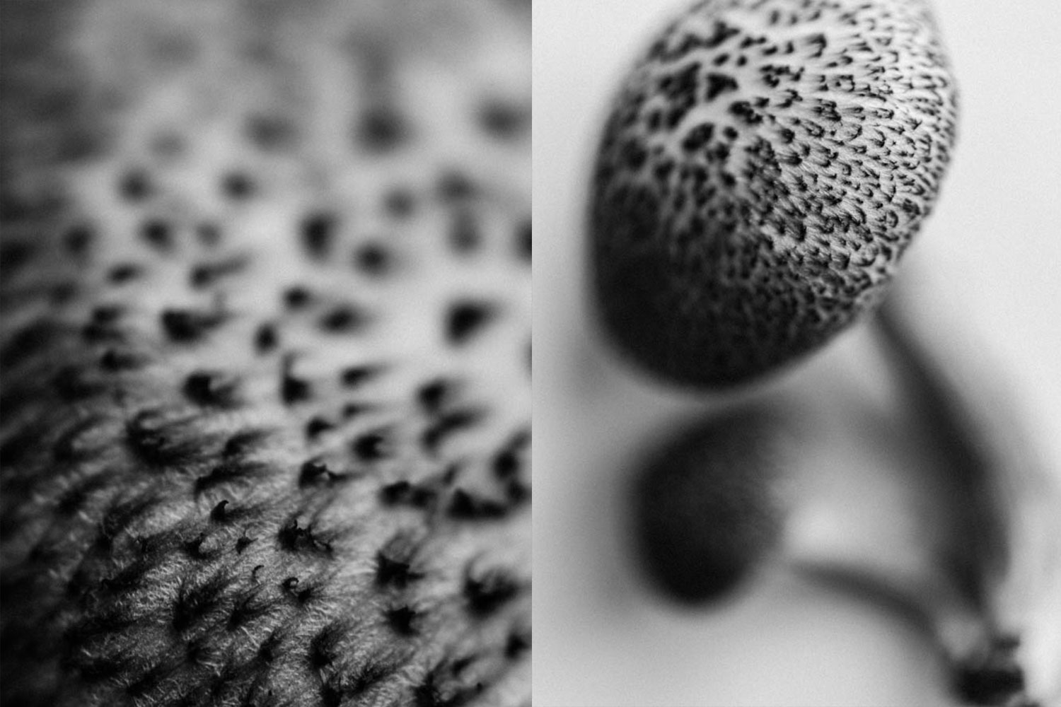 Harvested wild mushroom cap pattern in black and white art image.