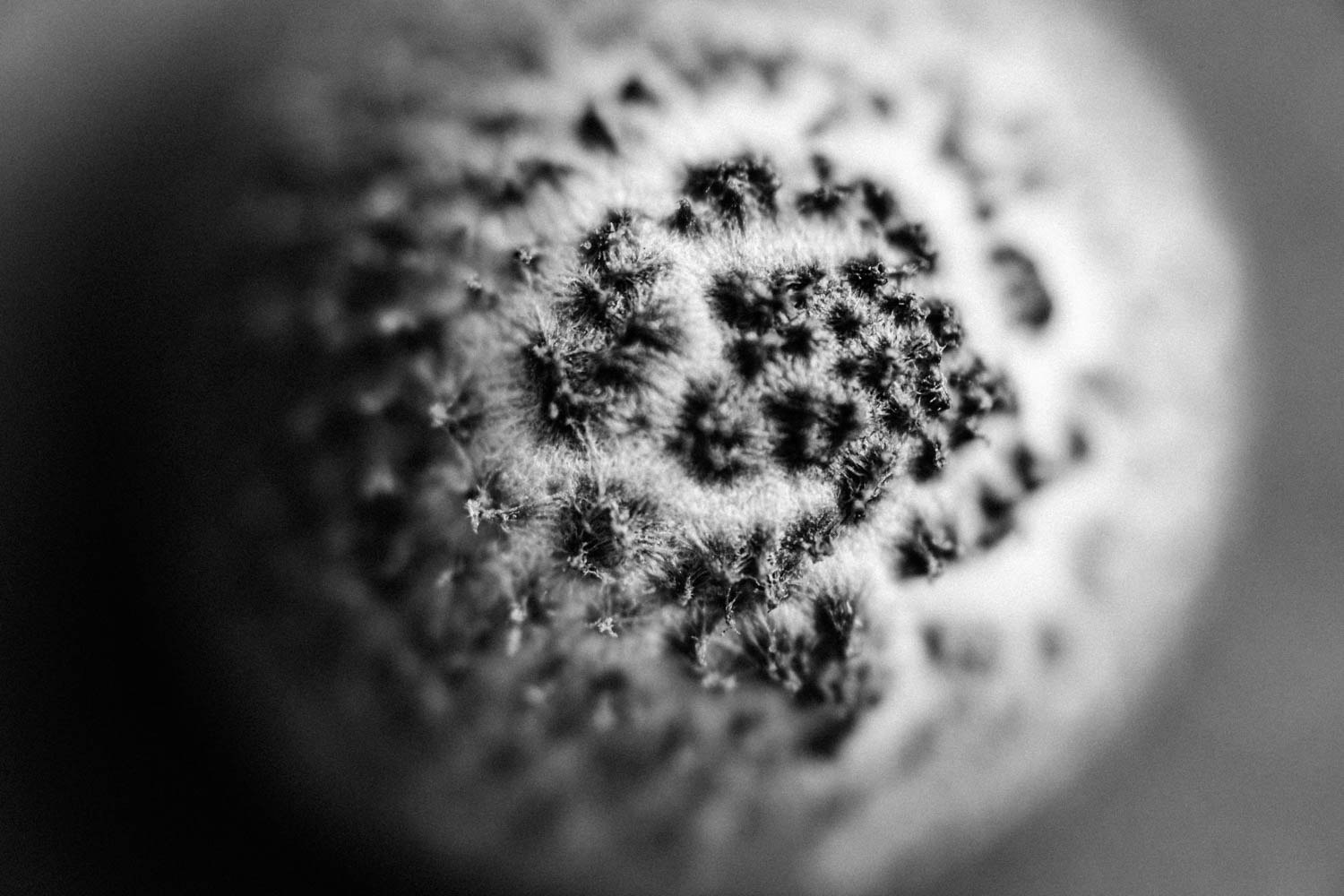 Harvested wild mushroom cap black and white photo.