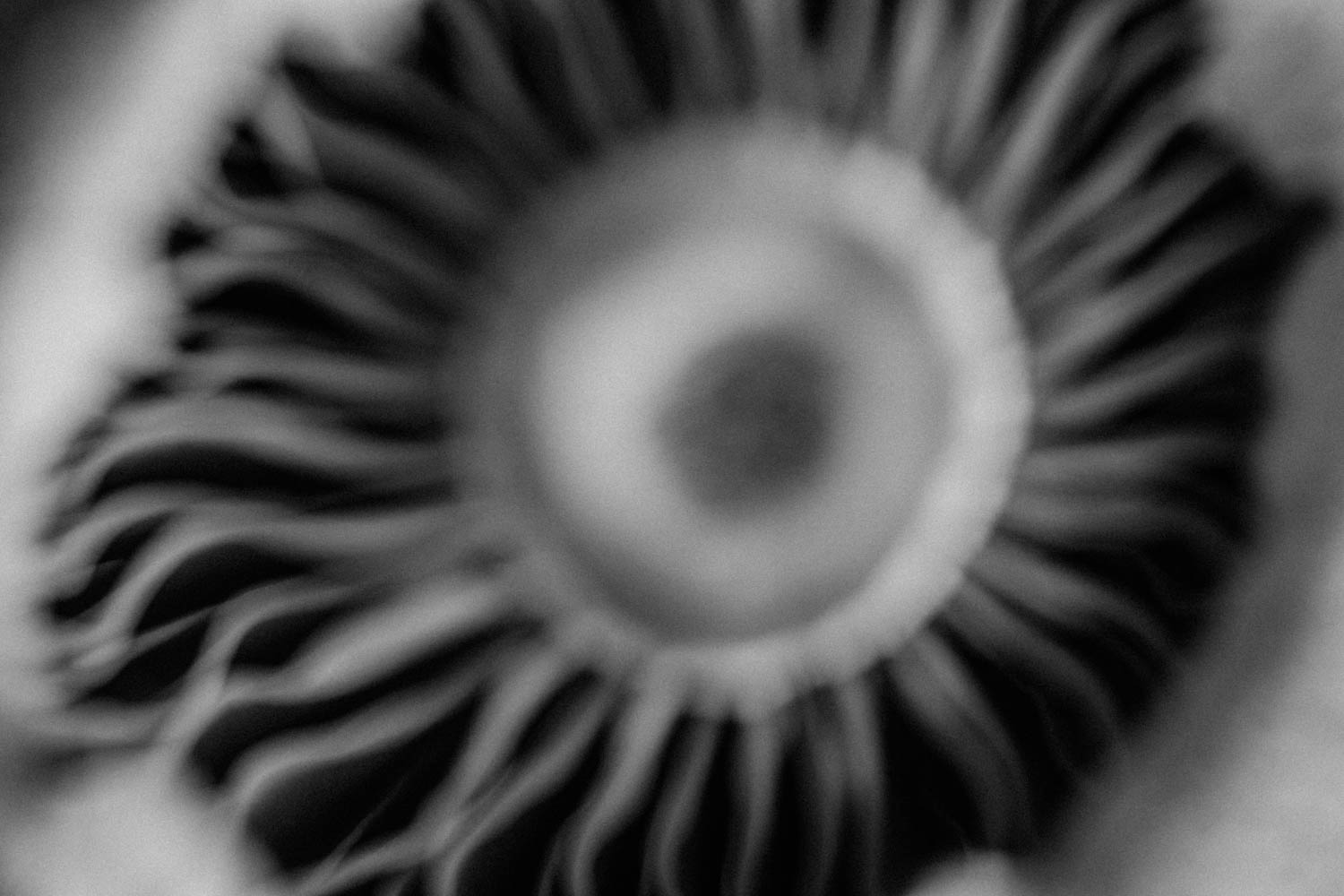 Harvested wild mushroom gills, black and white photo.