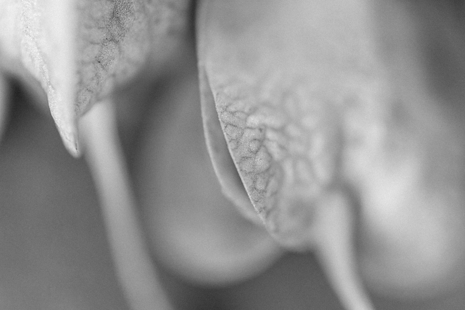 Monochrome plant shape and texture study