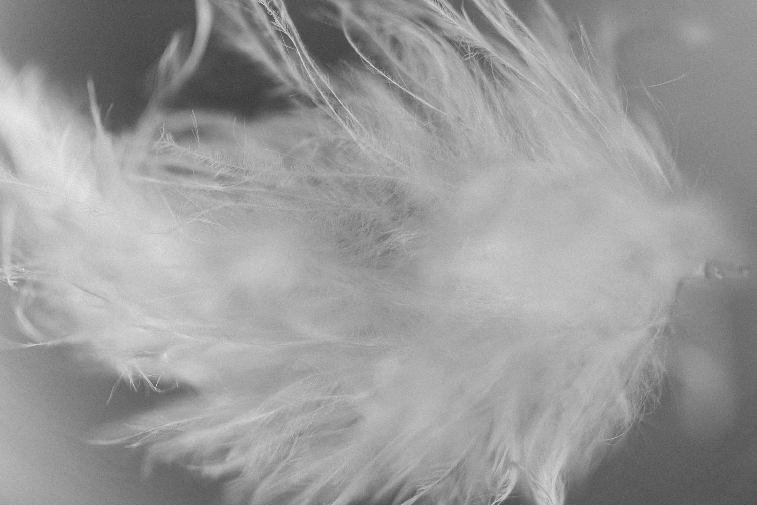 Baby bird fluffy white feather photo.