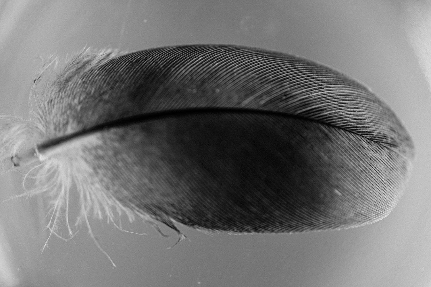 Black and white pigeon feather found on my apartment terrace.