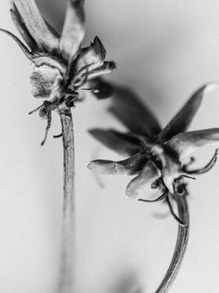 Black and white flowers macro photo two pressed flowers