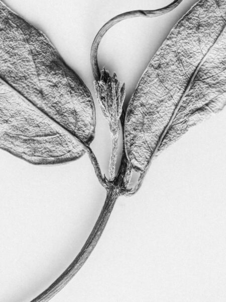 Black and white macro flower and leaves photograph