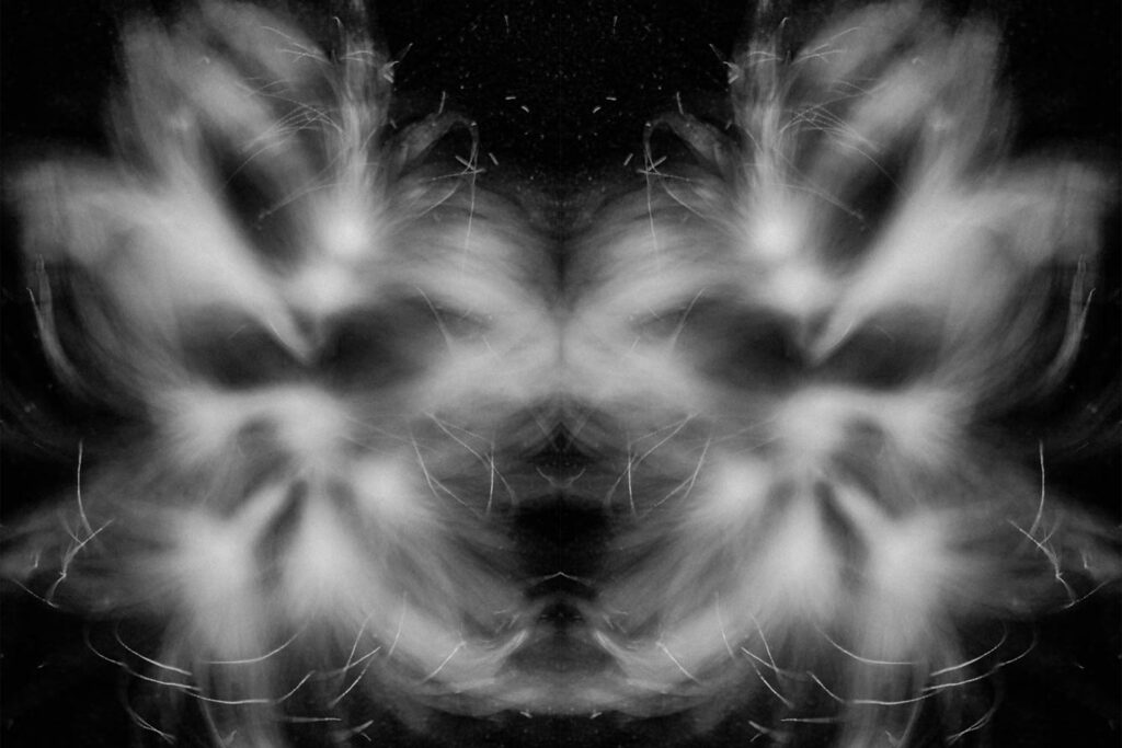 Dandelion seed photograph in black and white fine art photograph