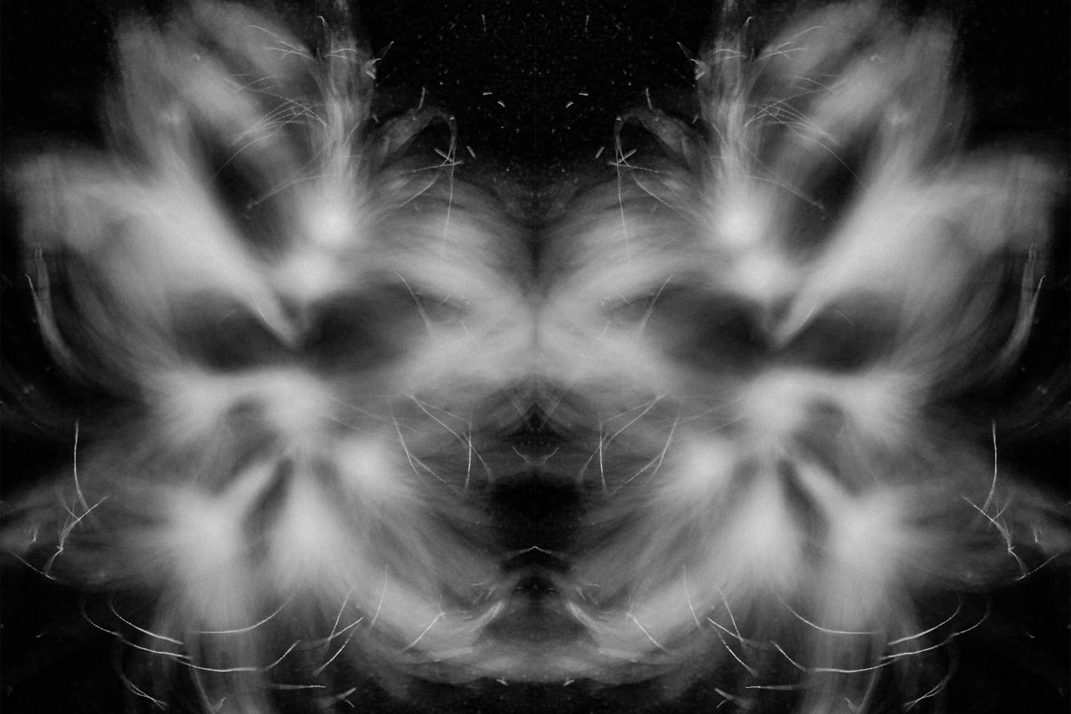 Dandelion seed photograph in black and white fine art photograph