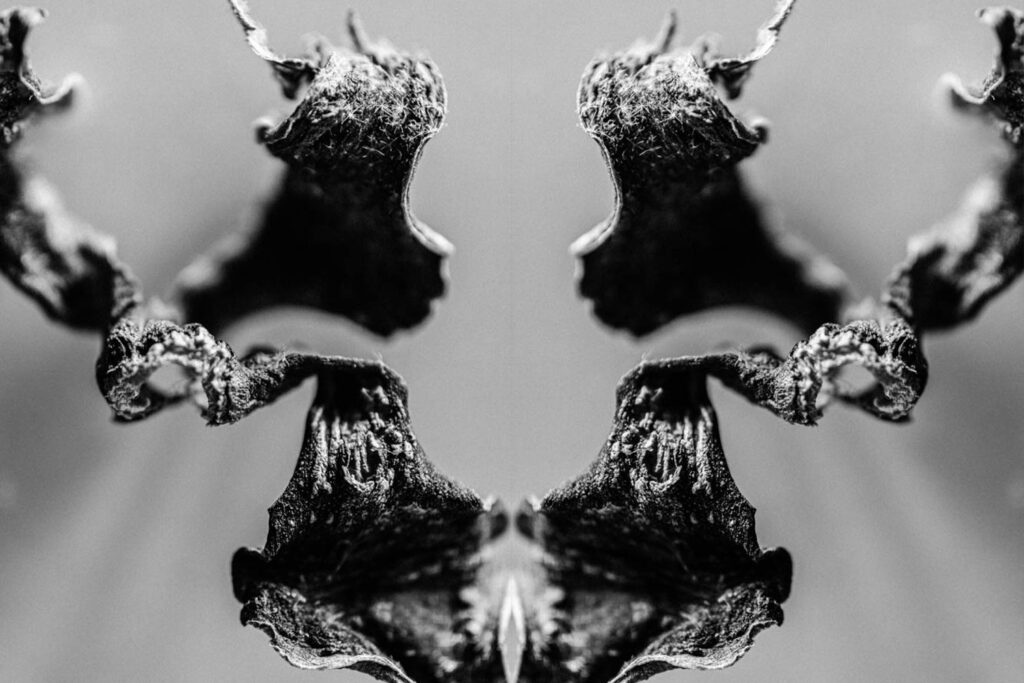 Mythological creatures art work