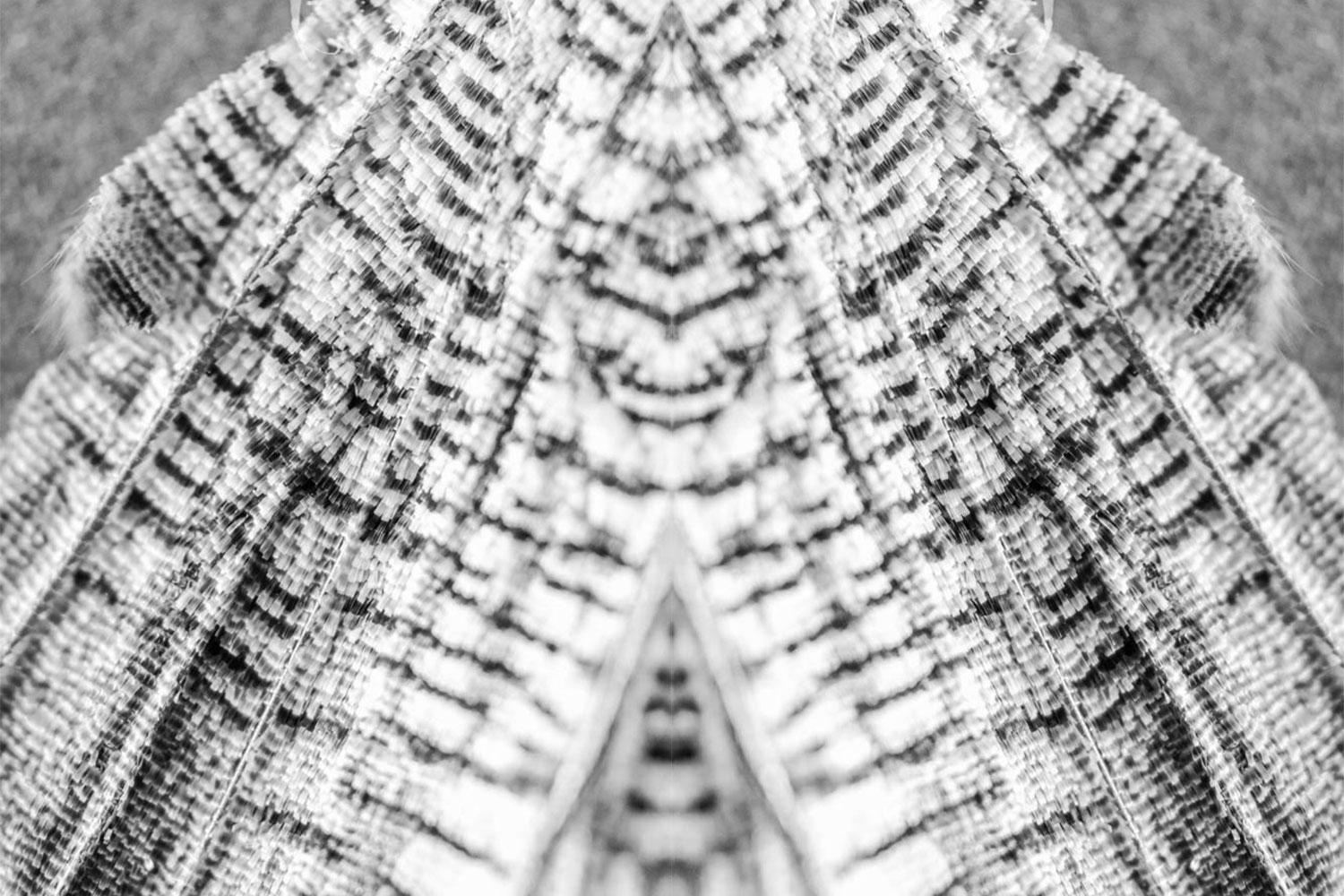 Butterfly wings art work in black and white