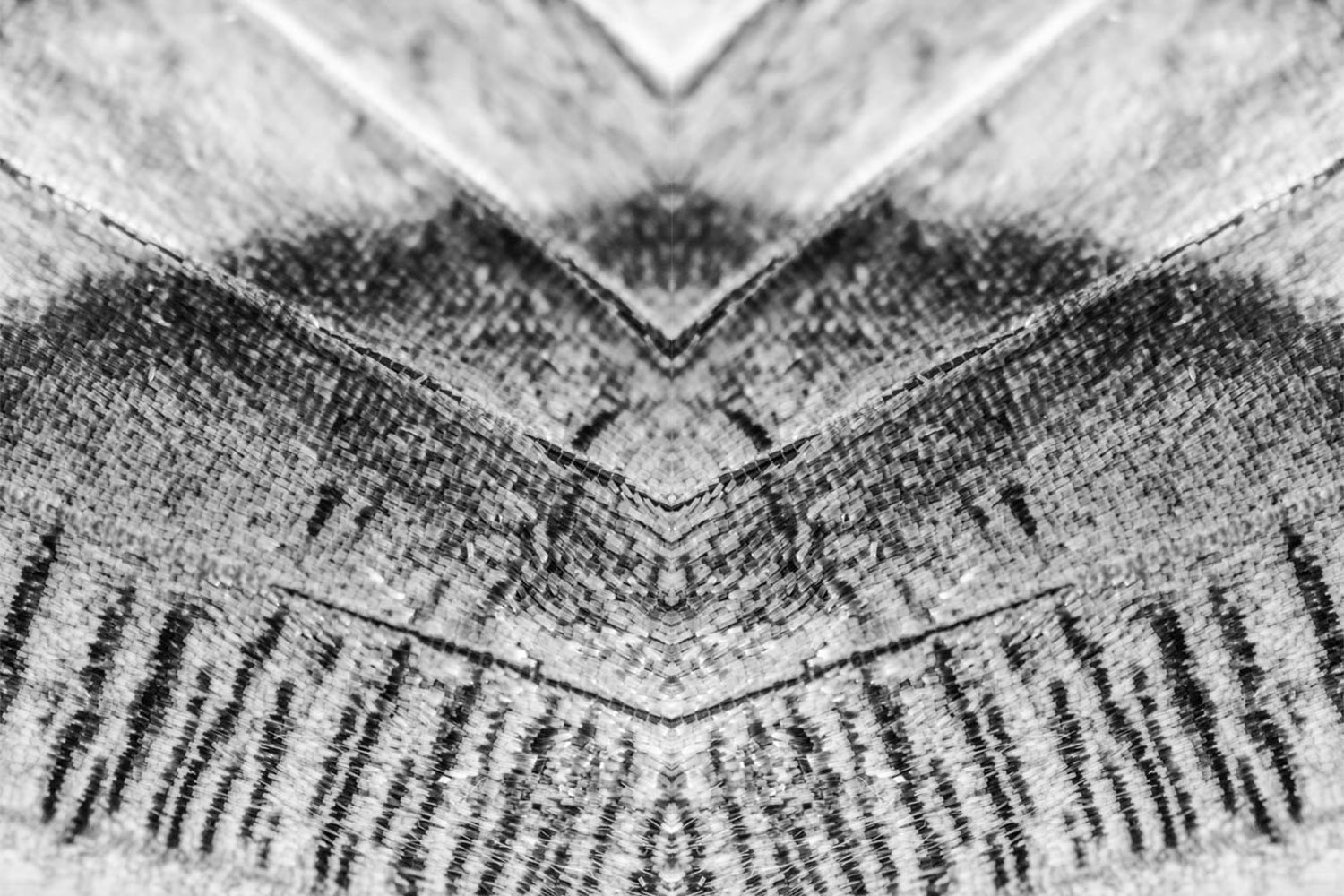 Butterfly wings spread art work in black and white