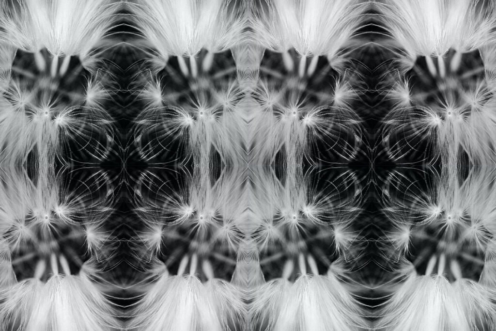 Kaleidoscope black and white photo using a dandelion seed