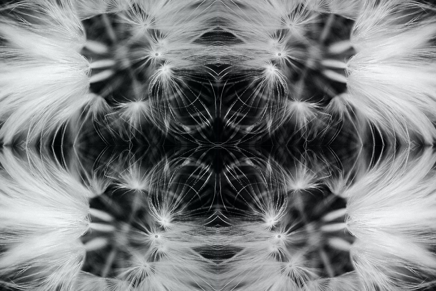 Kaleidoscope black and white artwork using a dandelion seed