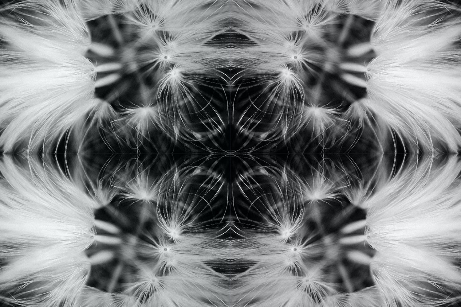 Kaleidoscope black and white artwork using a dandelion seed