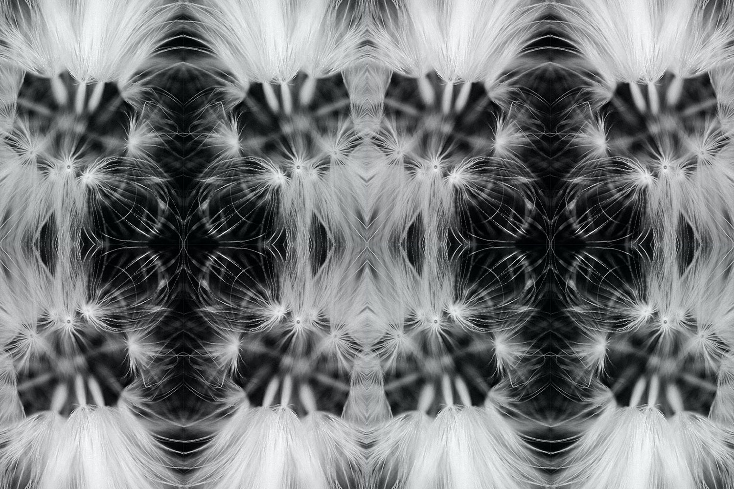 Kaleidoscope black and white photo using a dandelion seed