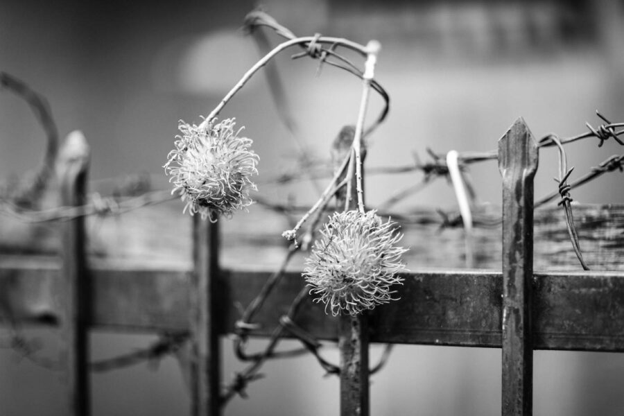 Hairy fruit rambutan tied to a gate post in Pasar Seni, Kuala Lumpur – Malaysia