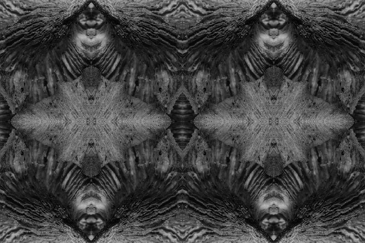 Black and white photograph of a reishi mushroom mirrored to achieve a pareidolia effect.