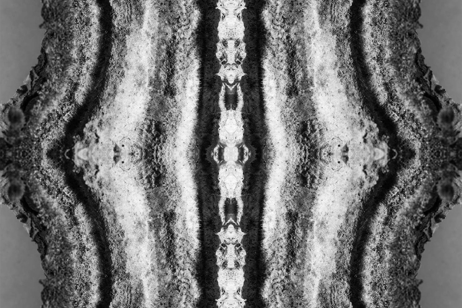 Symmetrical patterns using a reishi mushroom.