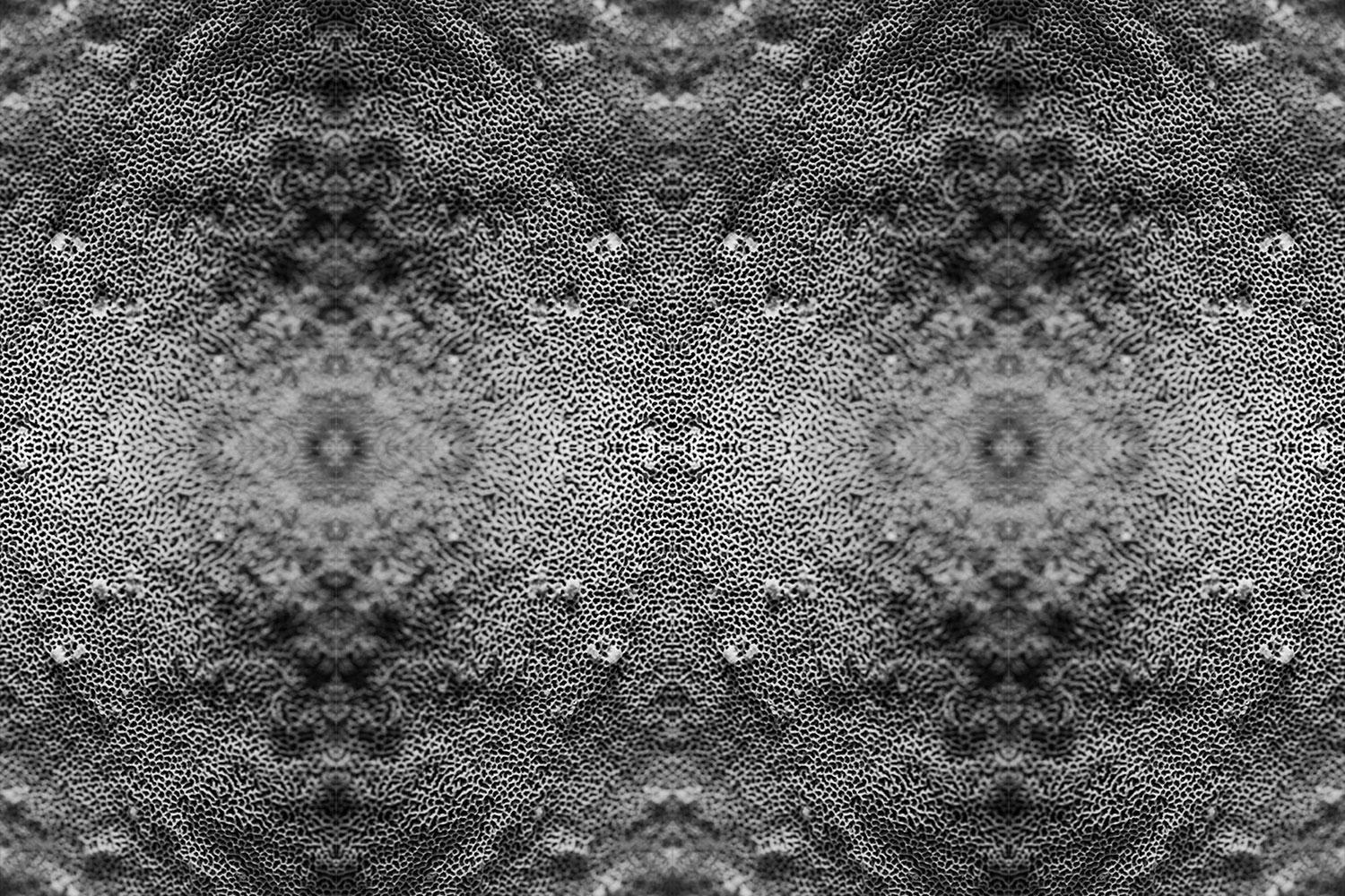 Textured pattern and shapes created by mirroring a single photo of a mushroom.