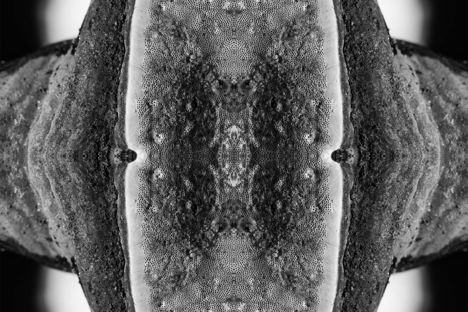 Reishi mushroom mirrored photo.