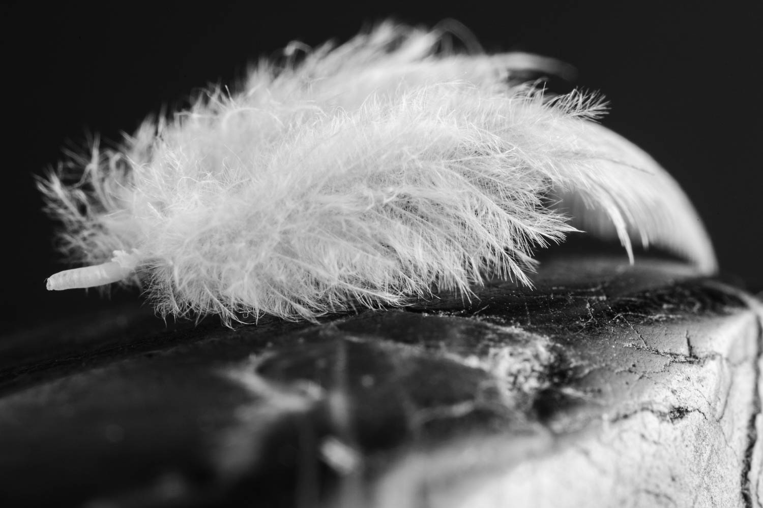 Black and white feather and black stone.