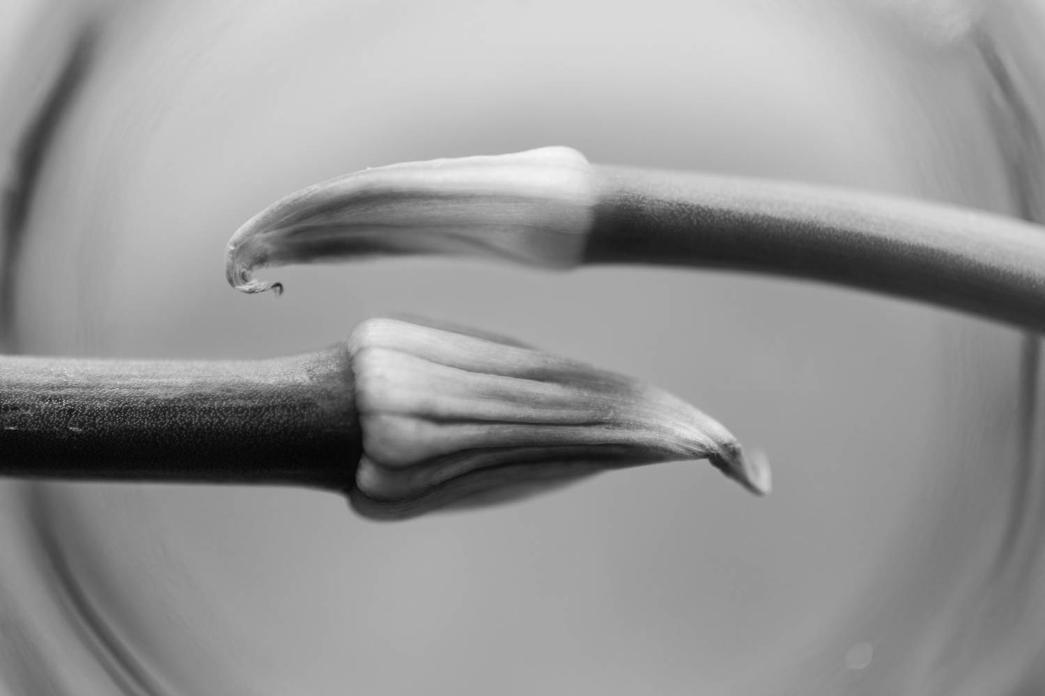 Monochrome photographs of spring onion flowers