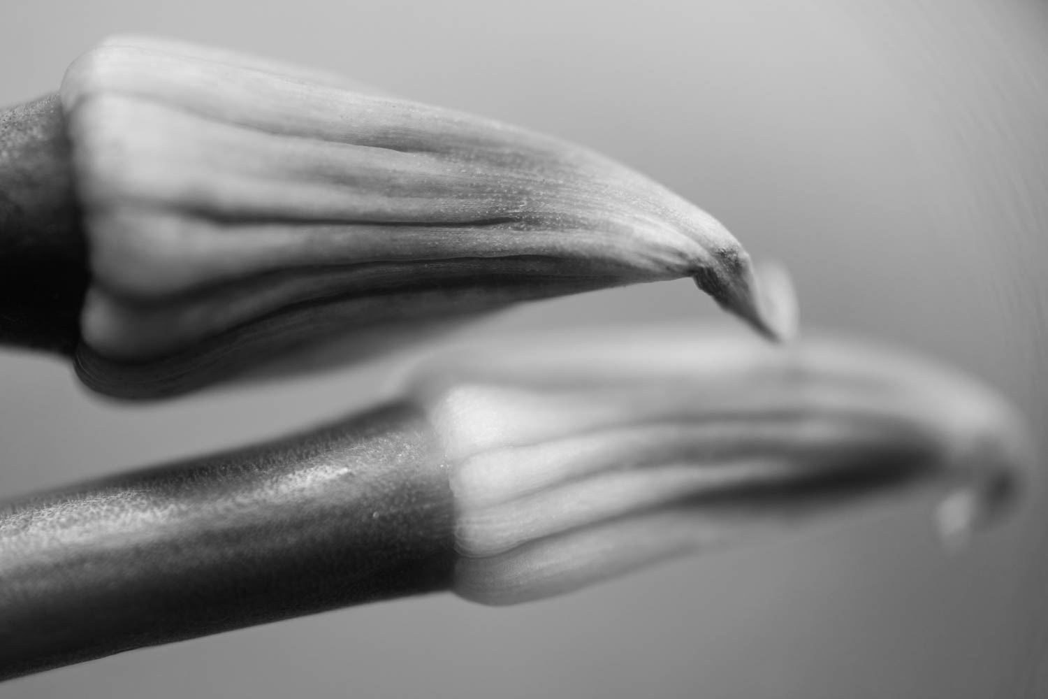 Macro food photography of spring onion flowers.
