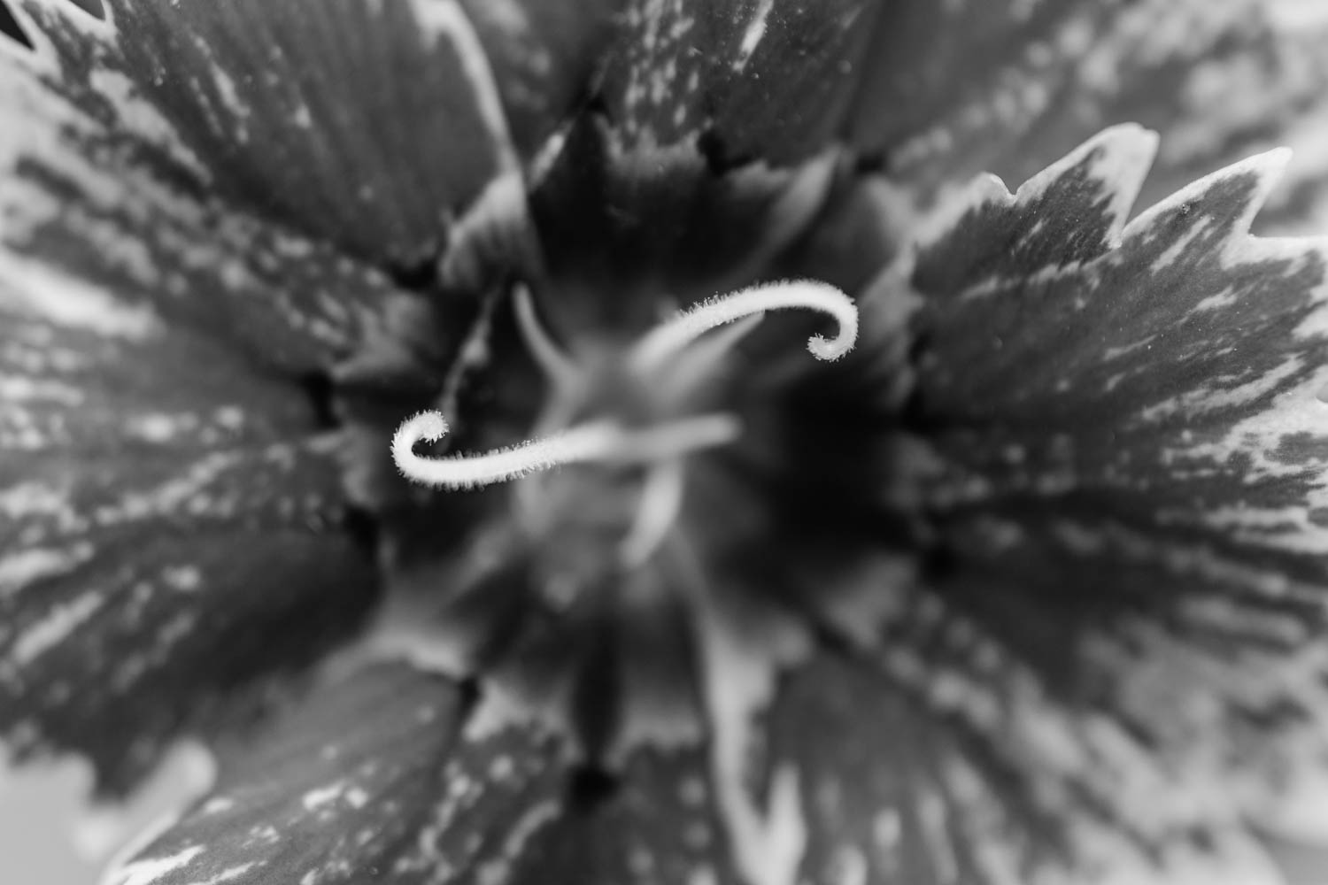 Dianthus black and white photograph.