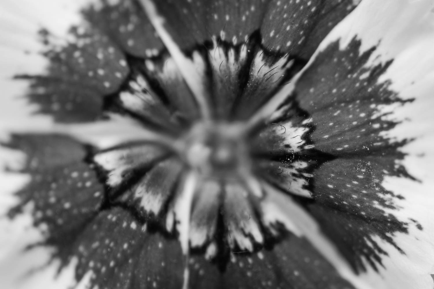 Dianthus fresh edible black and white macro photo.