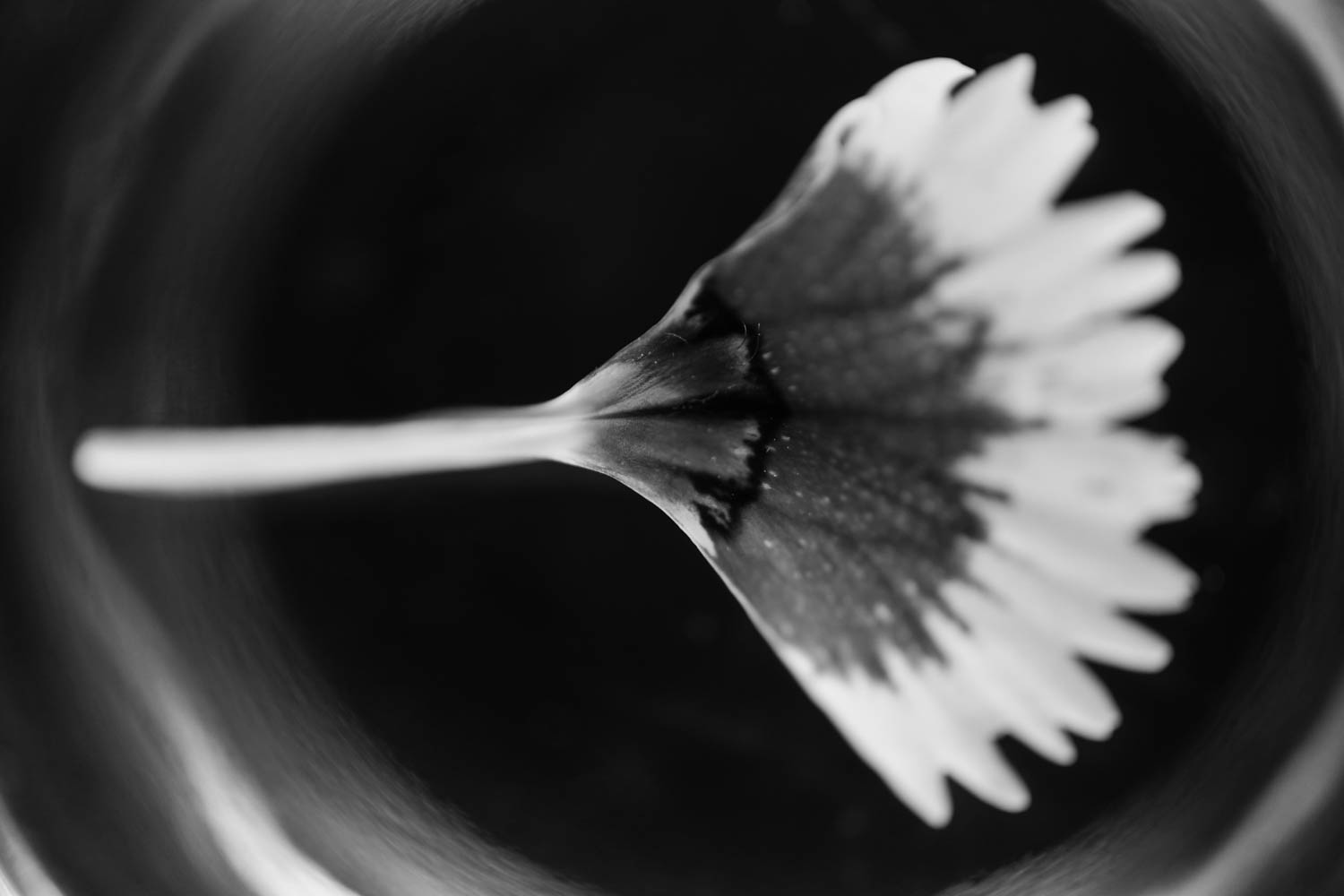 Dianthus flower petal black and white photograph.