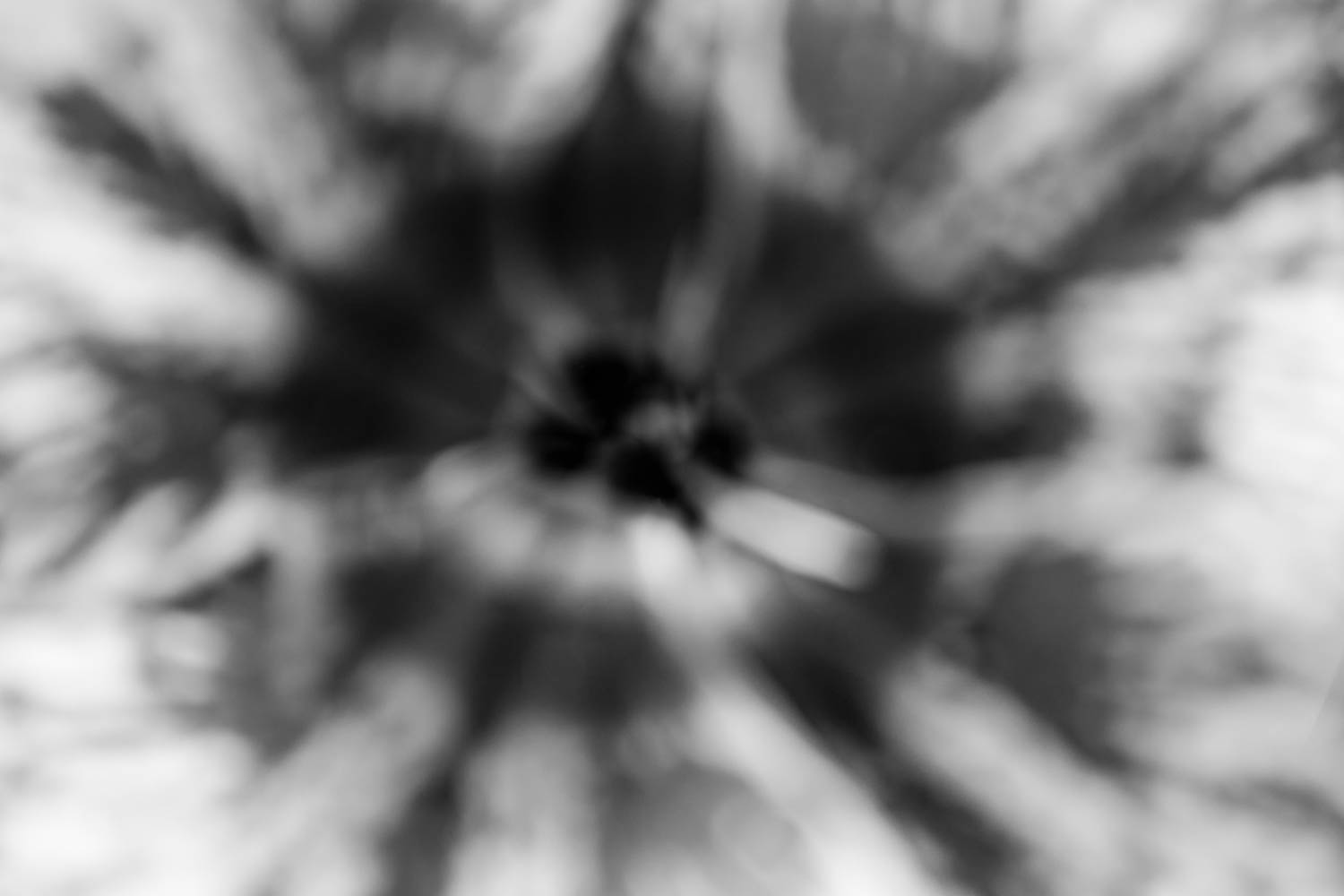 Abstract flower black and white photograph.