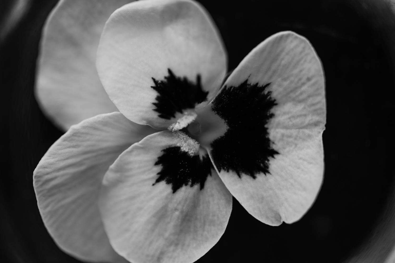 Pansy a fresh edible flower black and white photograph.