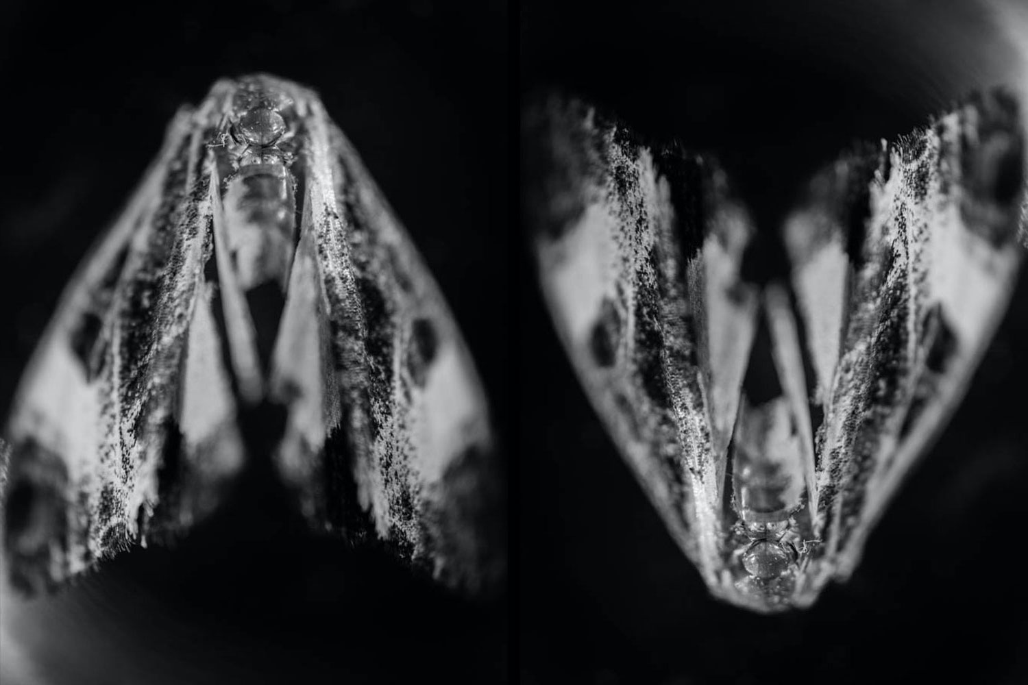 Moth wing art black and white photograph.