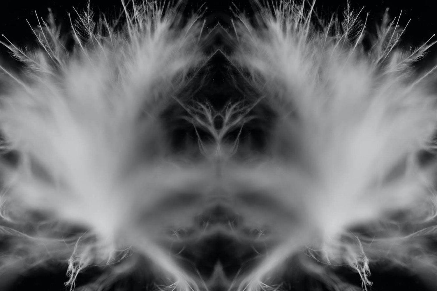 Macro lens bird feather image.