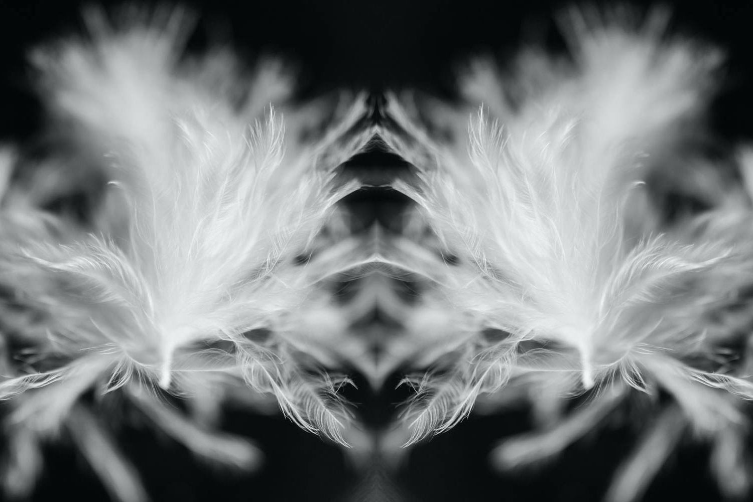 Kaleidoscope photo of bird feathers.