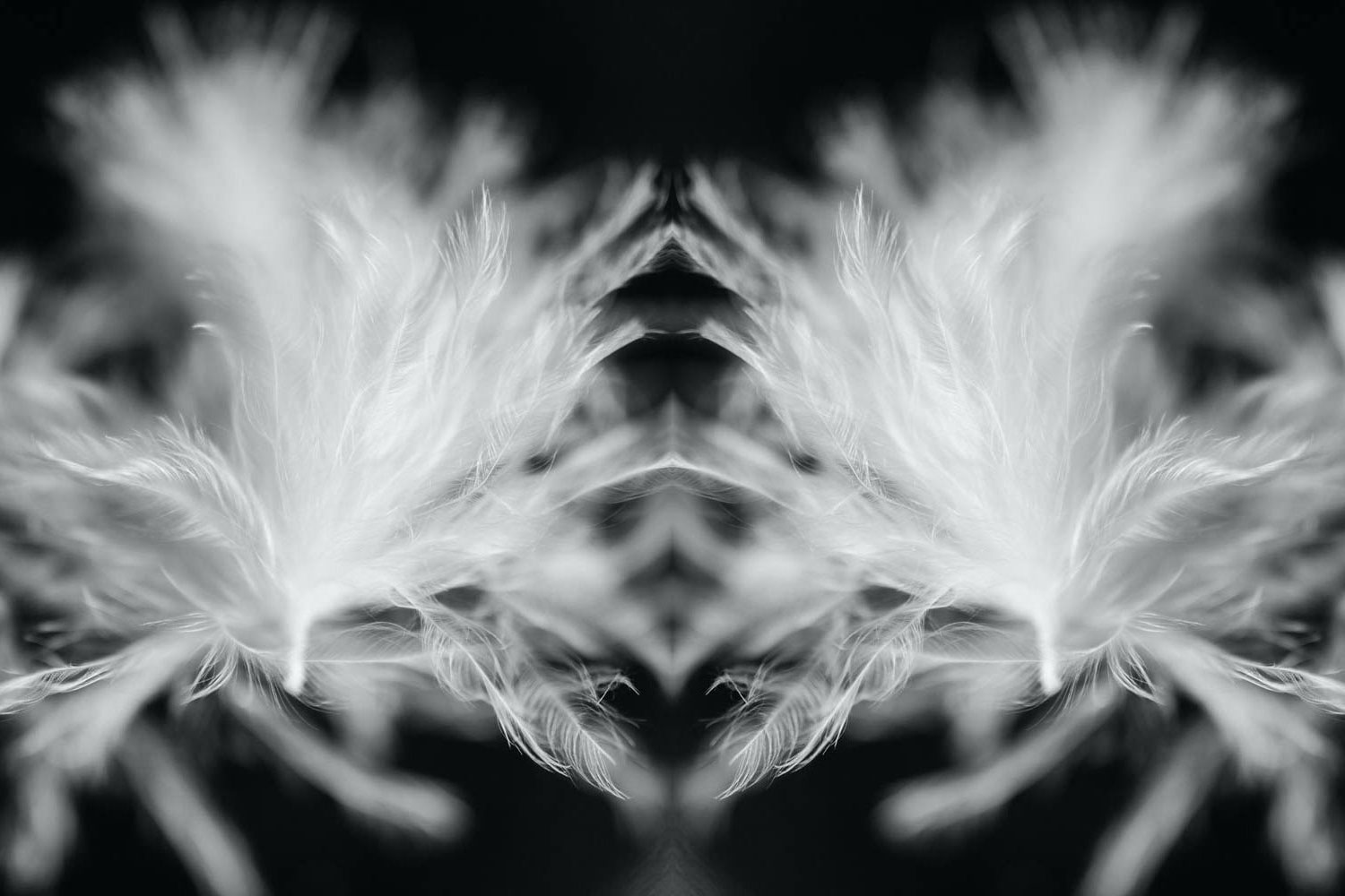 black and white feather wallpaper