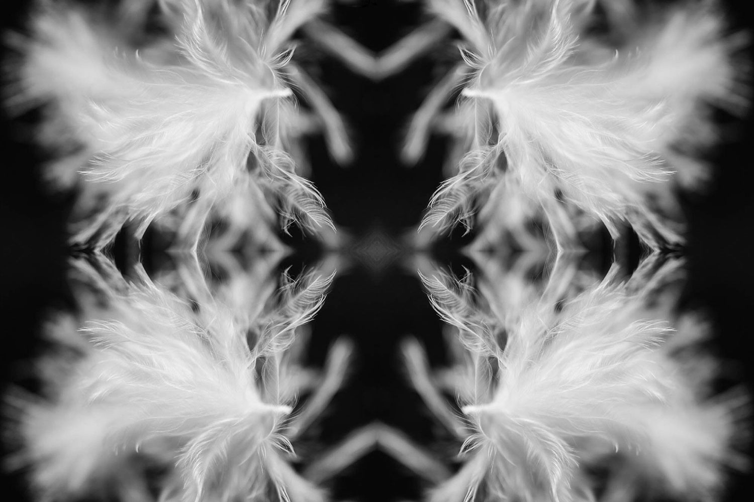 Baby bird white feather kaleidoscope photo.