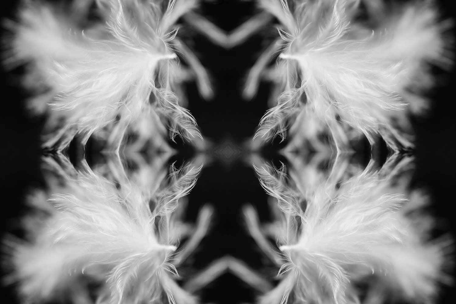 Baby bird white feather kaleidoscope photo.