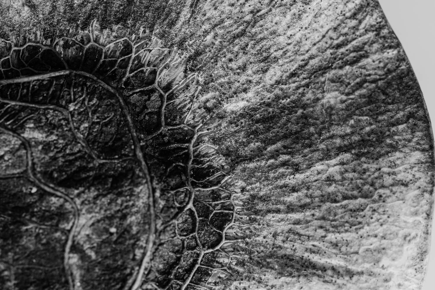Angsana tree seed pod macro photograph.