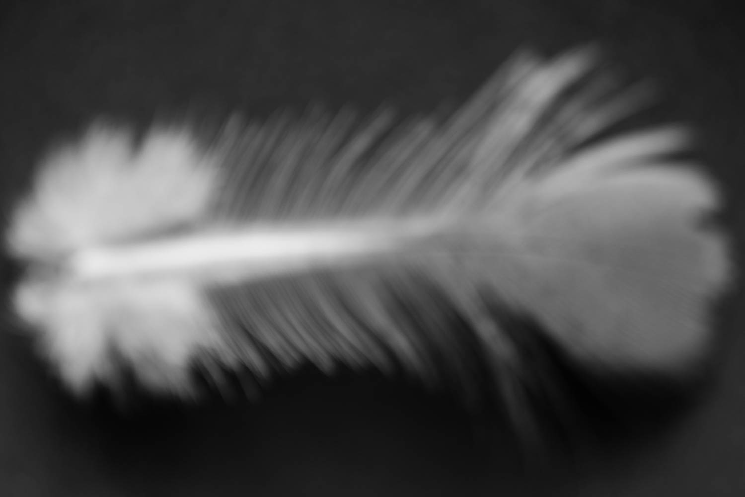 Black and white bird feather photo with a soft focus.