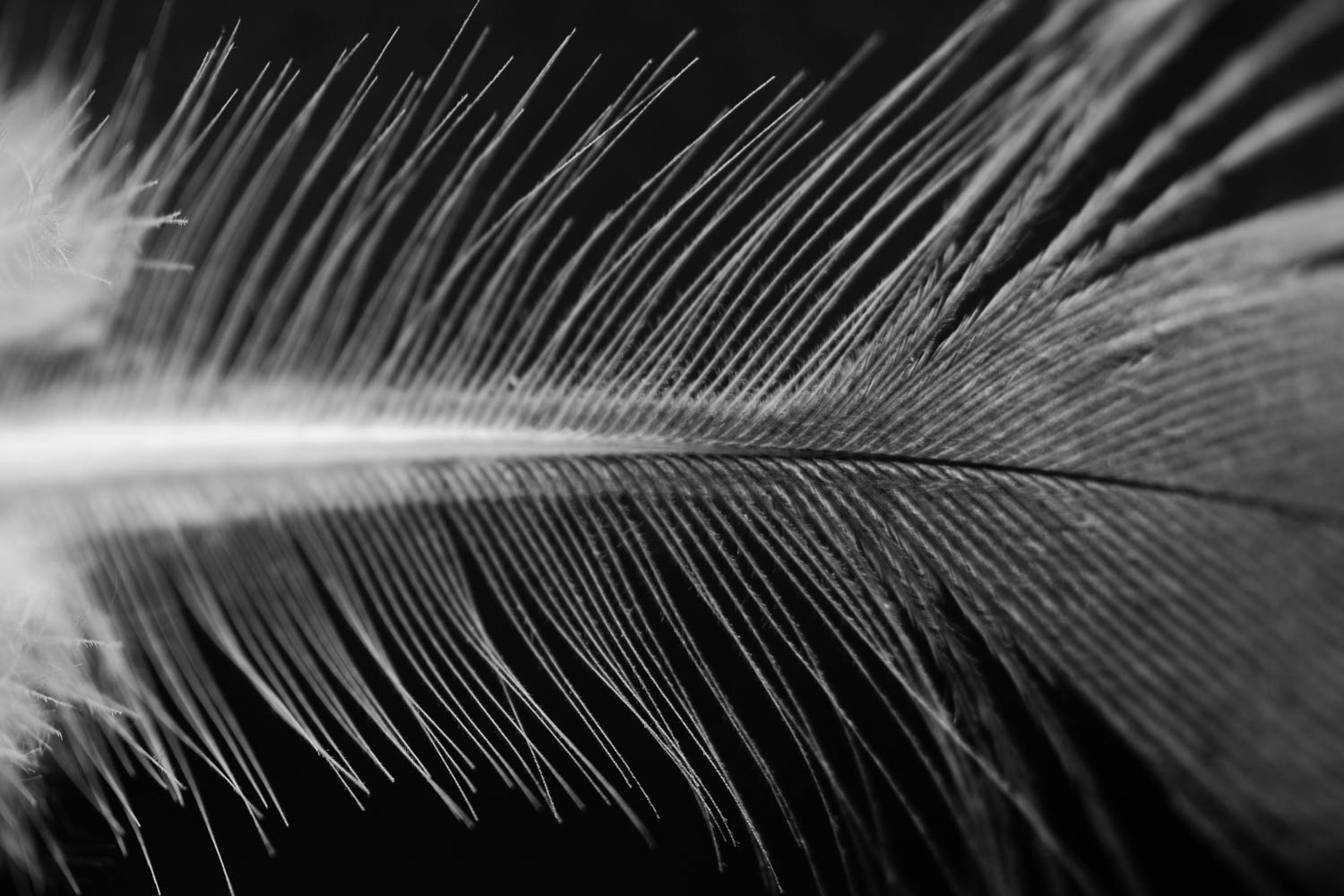 Pigeon feather photographed with a macro lens.