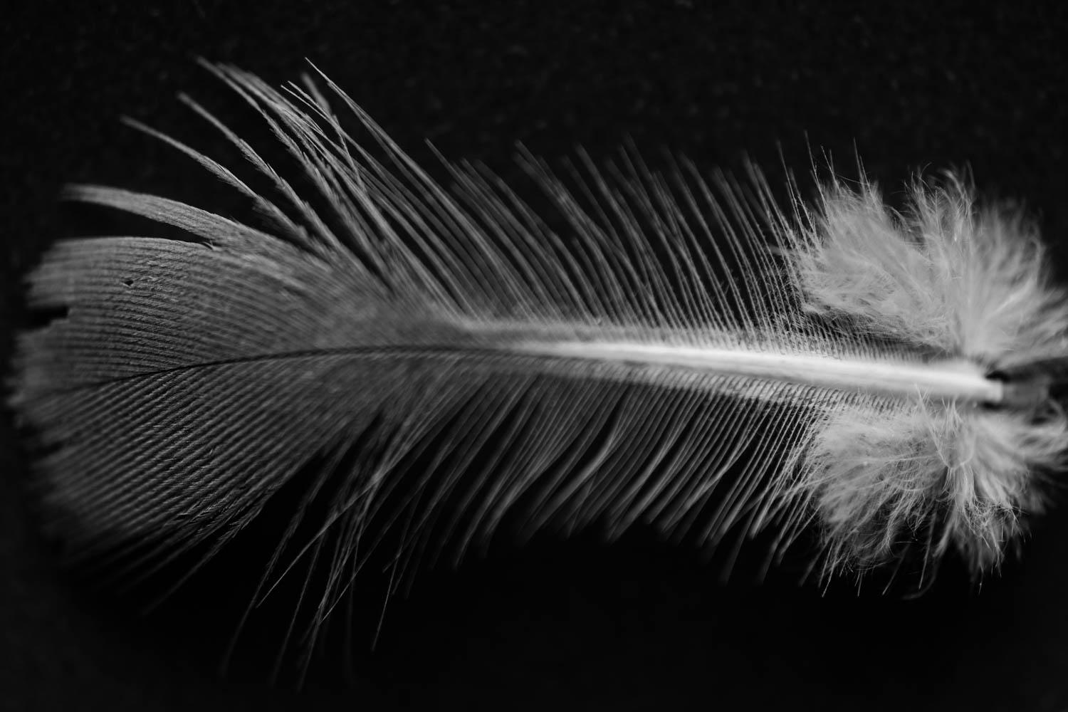 Young pigeon bird feather photograph in black and white.