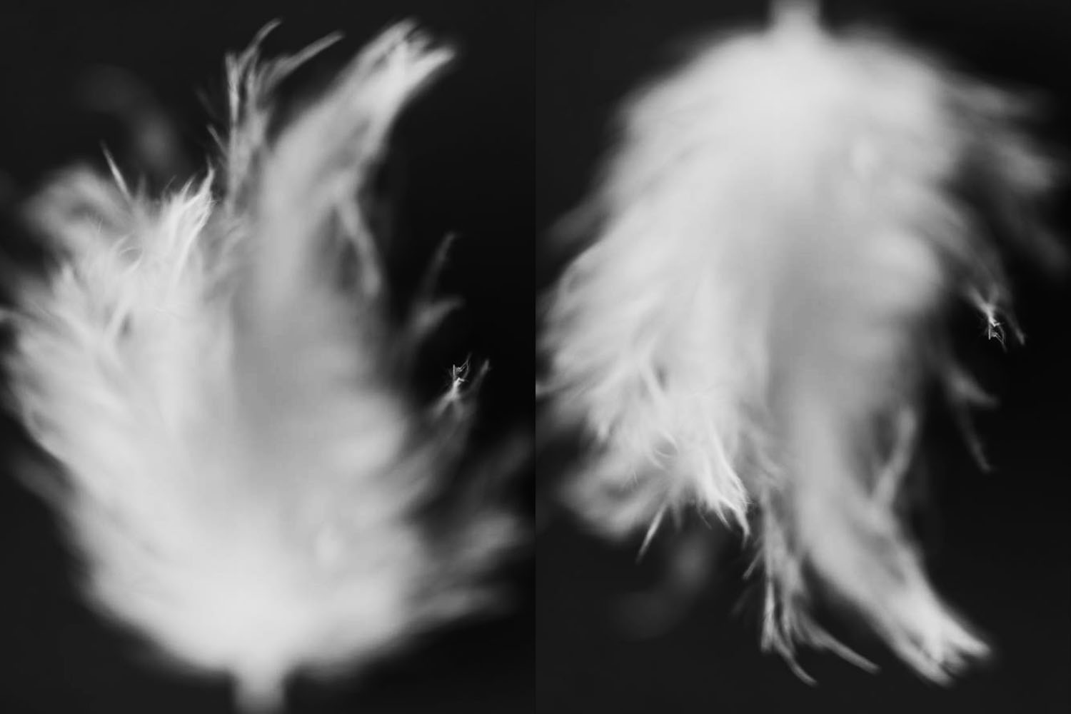 Bird feather diptych black and white artwork.