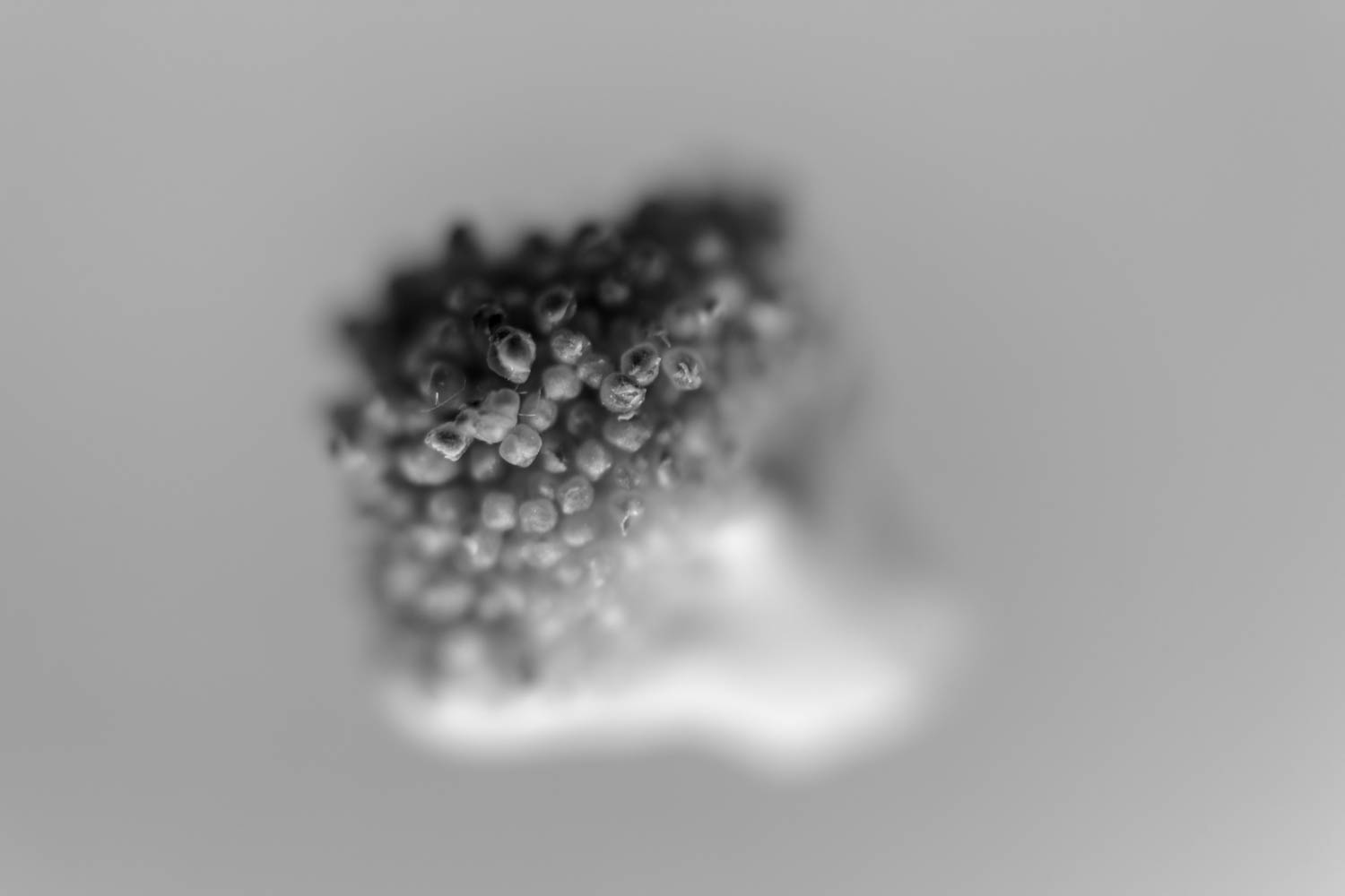 Broccoli black & white picture.