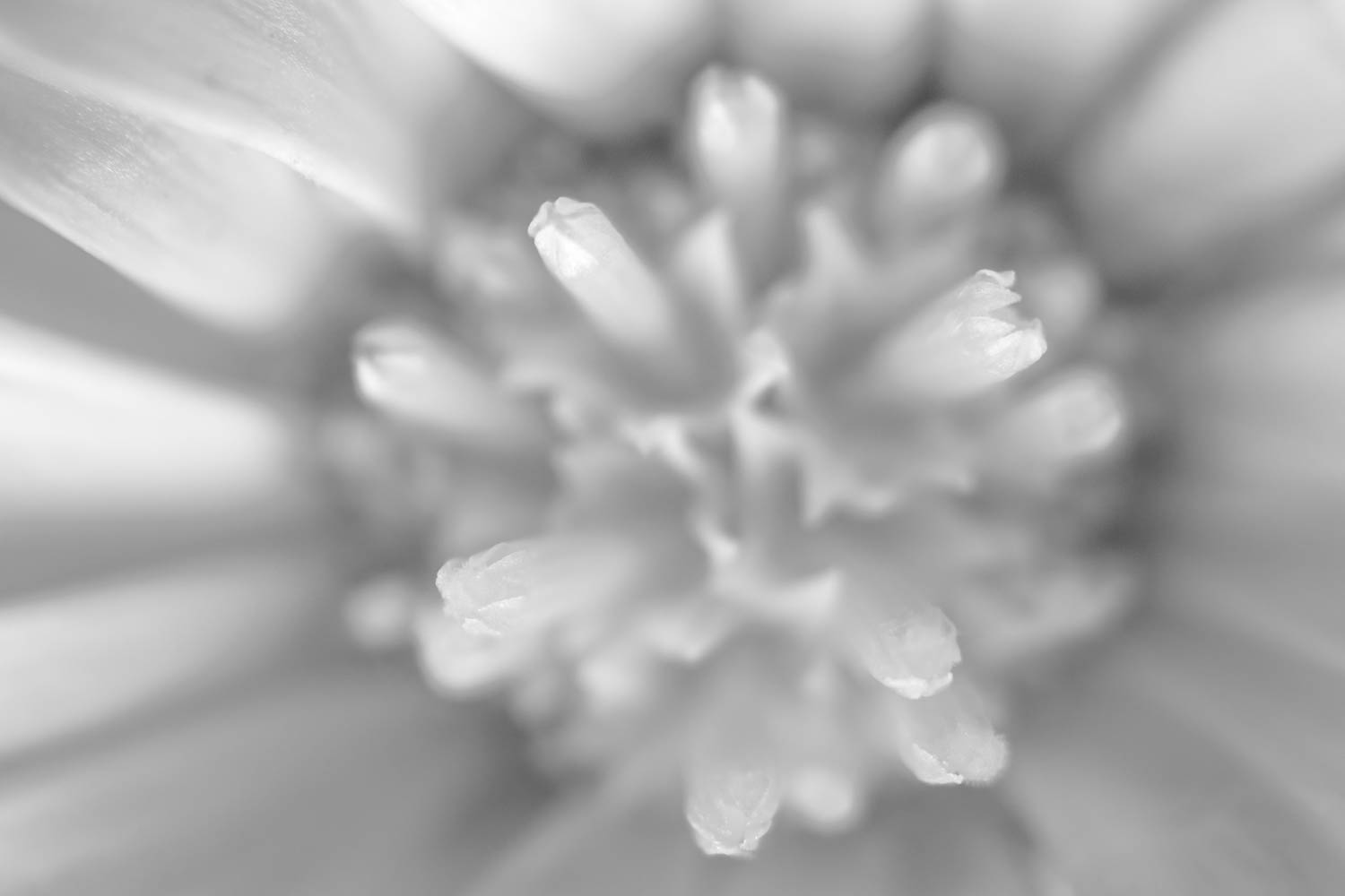 Calendula flower black and white photograph.