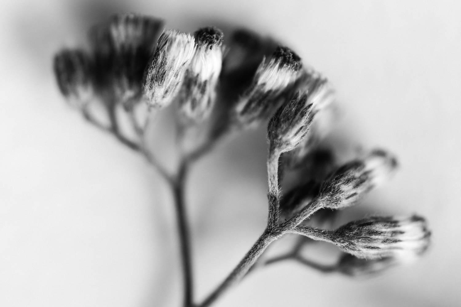 Black and white still life flowers photo.